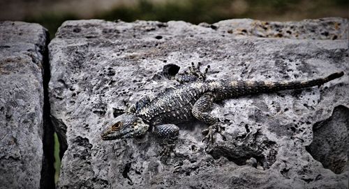 View of a reptile on rock