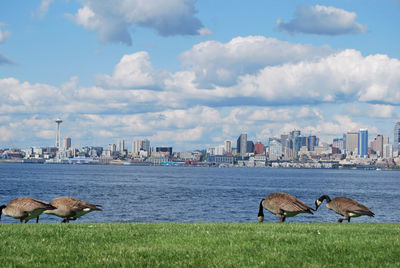 Flock of birds in a city