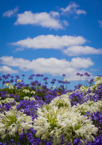 Close-up of purple flowering plants on field against sky