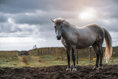 Horse standing on land against sky