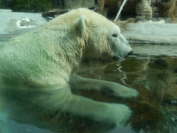 View of an animal in pond