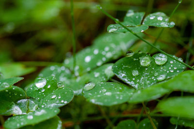 Close-up of wet plant leaves during rainy season