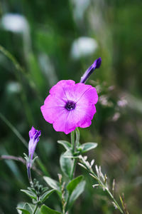 Close-up of pink flowering plant