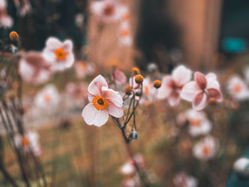 Close-up of cherry blossom