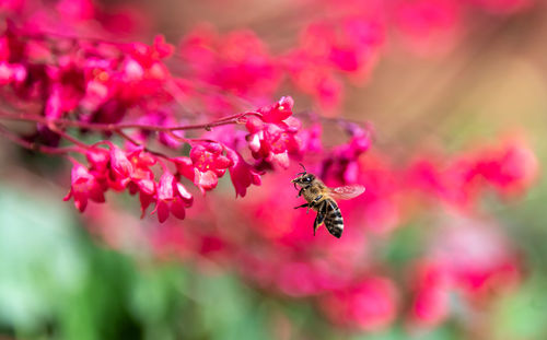 Close-up of bee on pink flower