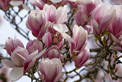 Close-up of pink cherry blossoms in spring