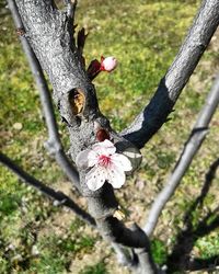 Close-up of lizard on tree