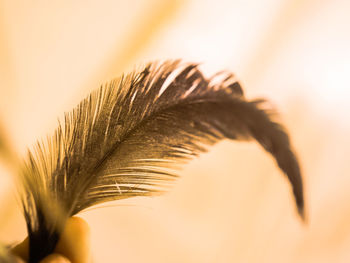 Close-up of feathers