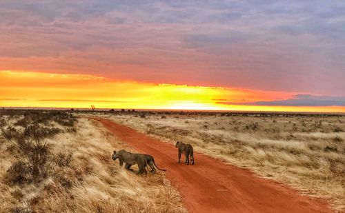 Lioness walking on dirt road passing through landscape