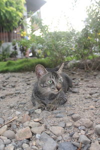 Portrait of a cat sitting on pebbles