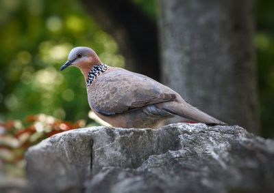 Close-up of bird perching on rock