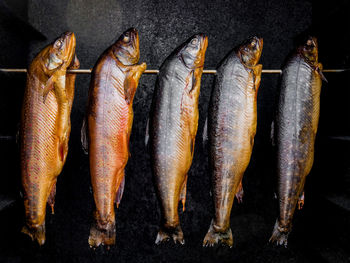 Close-up of dead fish