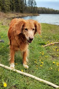 Dog standing by lake on grassy field