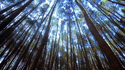 Low angle view of bamboo trees in forest