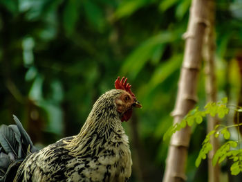 Close-up of a bird