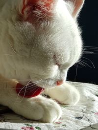 Close-up of cat