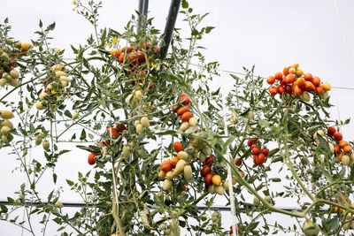 Low angle view of fruits growing on tree