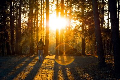 Rear view of man with sunlight streaming through trees in forest