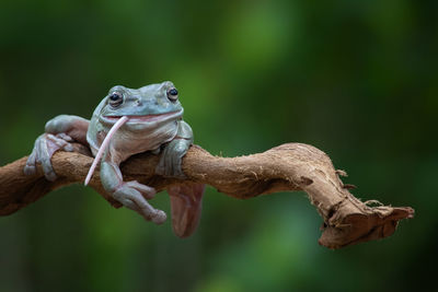 Close-up of frog on tree