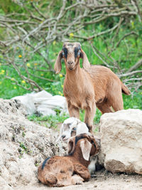 Kid goats on field
