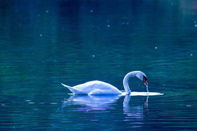 Swans swimming in lake