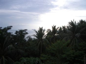 Palm trees against sky