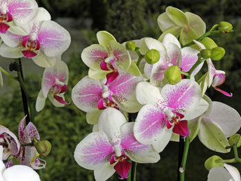 Close-up of pink flowers blooming outdoors
