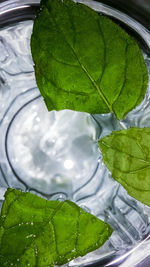 Close-up of leaf on water