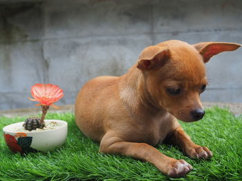 Close-up of a dog on grass