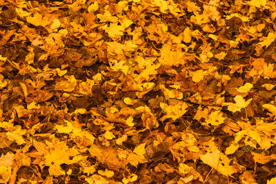 Full frame shot of leaves