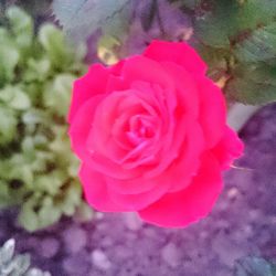 Close-up of pink rose