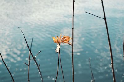 High angle view of flowering plants in lake