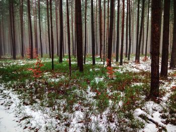 Trees in forest during winter