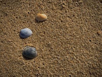 Close-up of seashell on sand