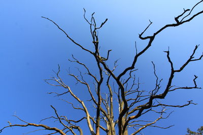 Low angle view of bare tree against clear blue sky