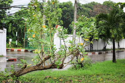 Trees growing in front of plants