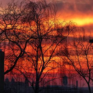 Bare trees at sunset