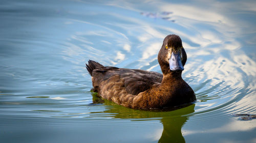 Duck swimming in lake