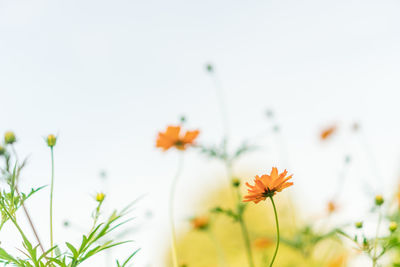 Close-up of yellow cosmos flower on field against sky