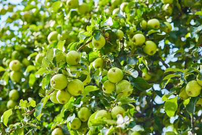 Low angle view of granny smith apples growing on tree
