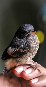 Close-up of hand holding bird