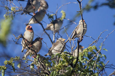 Low angle view of bird perching on tree against sky