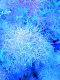 Close-up of frozen leaves