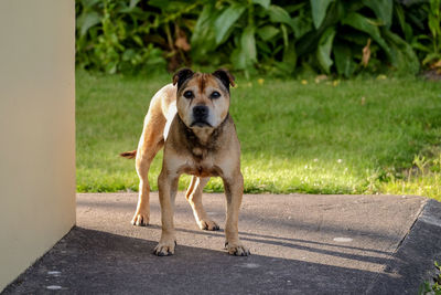 Portrait of dog standing on road