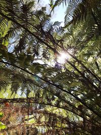 Low angle view of trees in forest