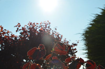 Close-up of plants against clear sky