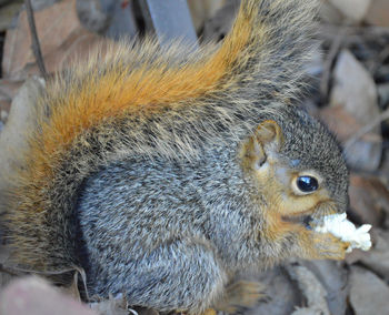 Close-up of squirrel