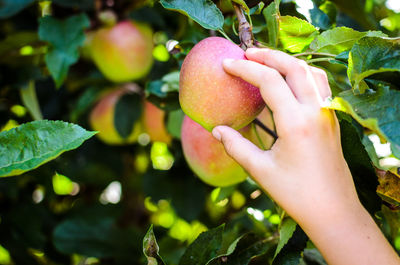 Cropped image of hand holding fruit