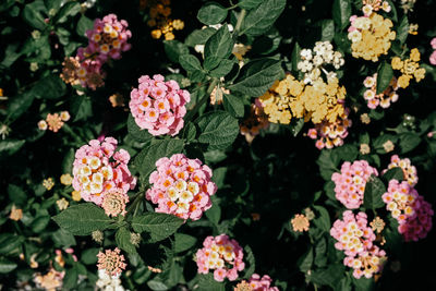 High angle view of pink flowering plants