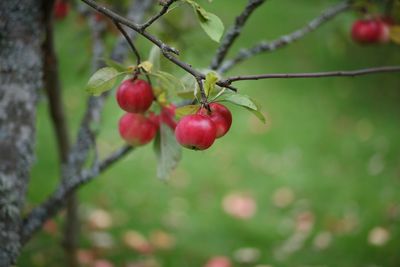 Close-up of red berries growing on tree